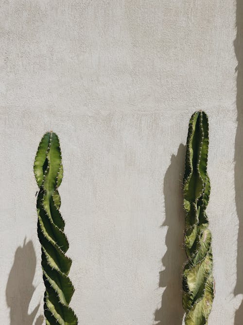 Cactus Plants Beside a Concrete wall