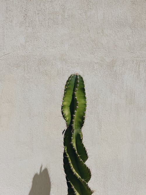 Free Lonely Cactus Stock Photo