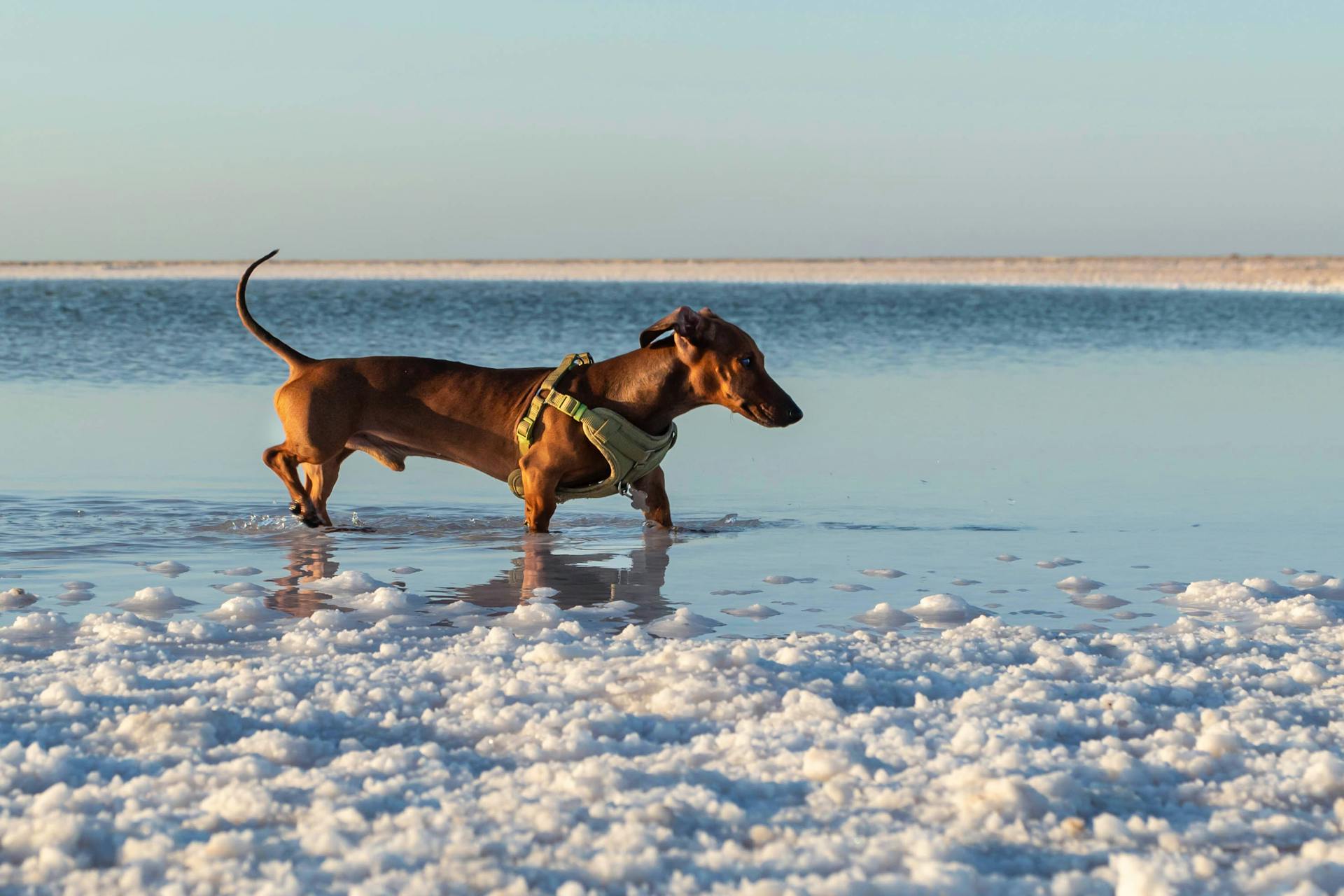 Dachshundt in Water in Salt Flat