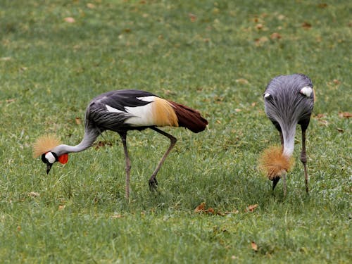 Two Crane Birds Feeding on the Grass