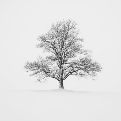Darmowe zdjęcie z galerii z bezlistny, drzewo, martwa natura