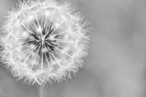 Free Artistic close-up of a dandelion in black and white, capturing intricate seed details. Stock Photo