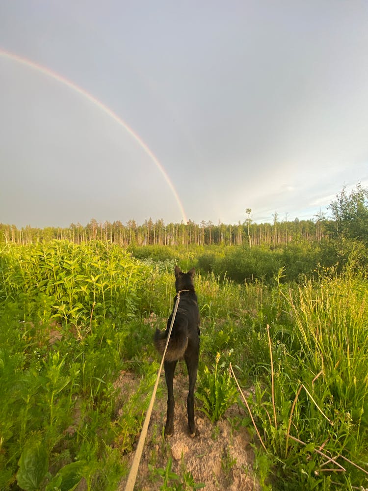 Dog On Leash In Field With Rainbow