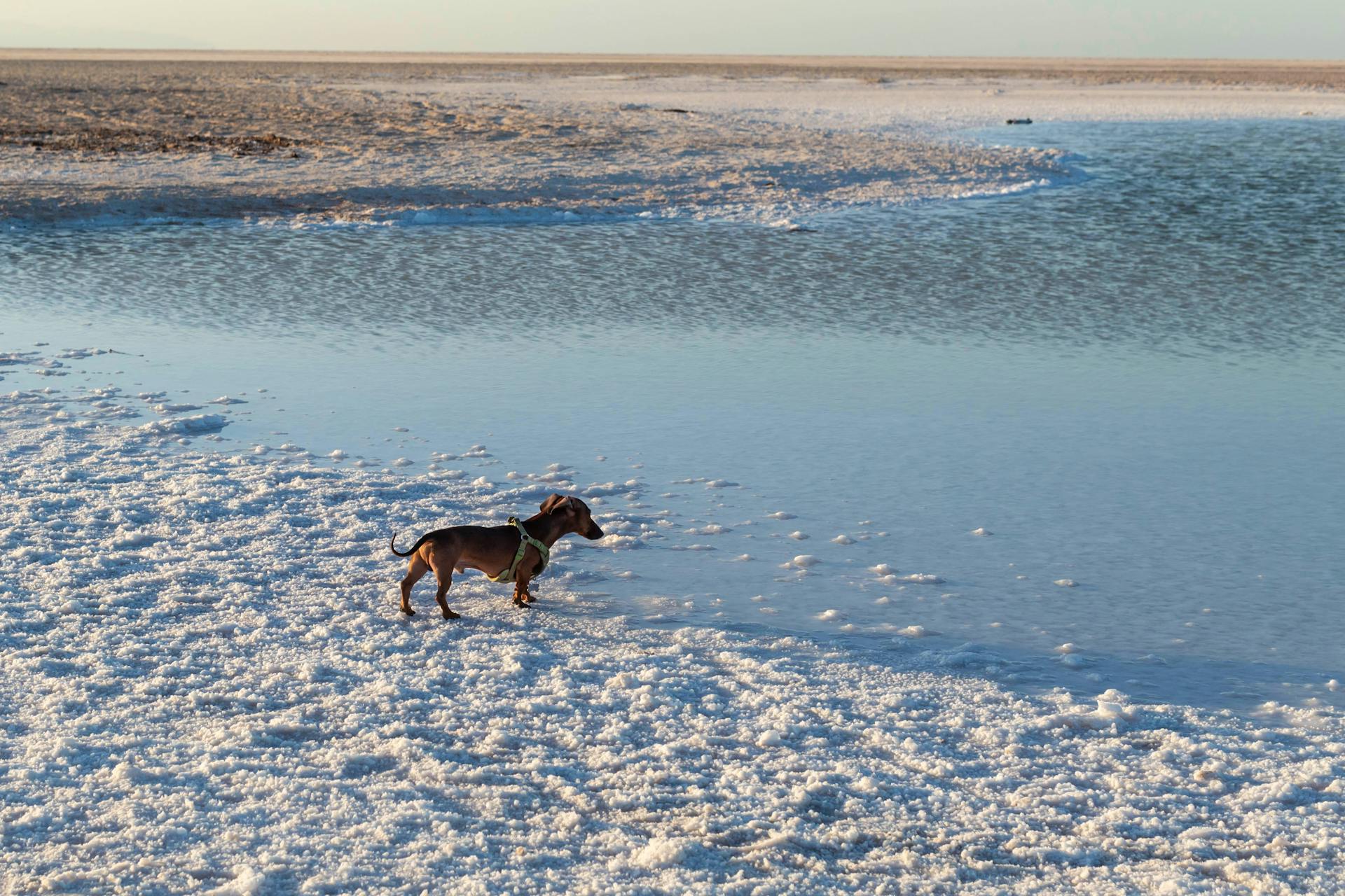 Dachshund Enjoying Salt Flat