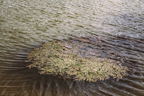 Immagine gratuita di bottiglia di plastica, rifiuti