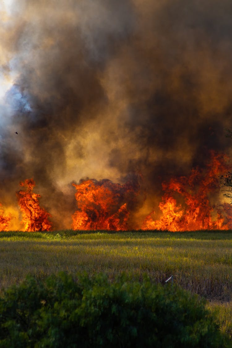 Blazing Fire On The Grass Field