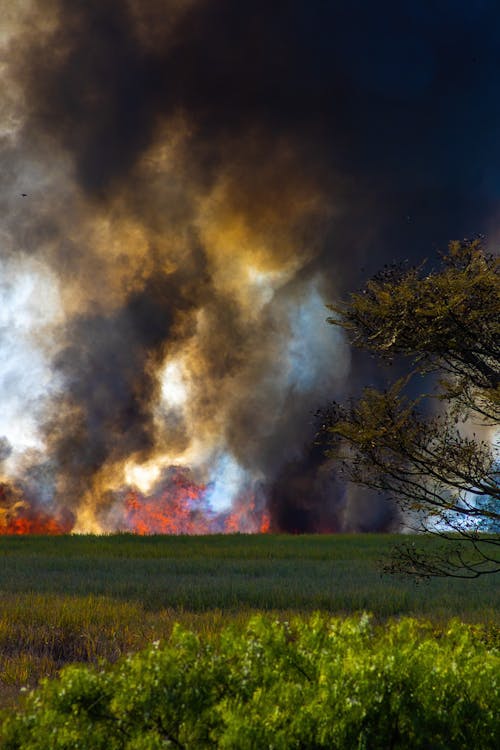 フィールド, 垂直ショット, 山火事の無料の写真素材