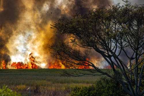How Zone Zero Might Protect California Homes From Fires