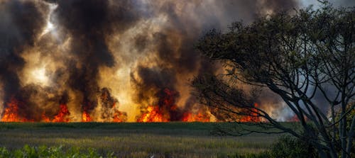 フィールド, 山火事, 火の無料の写真素材