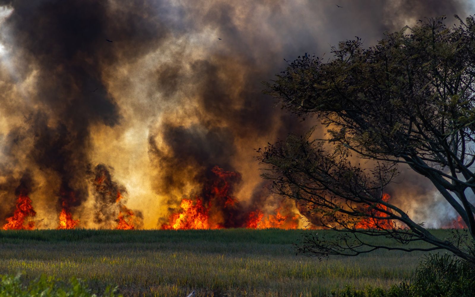 Thick smoke rising from a fire burning across a grass field in the countryside.