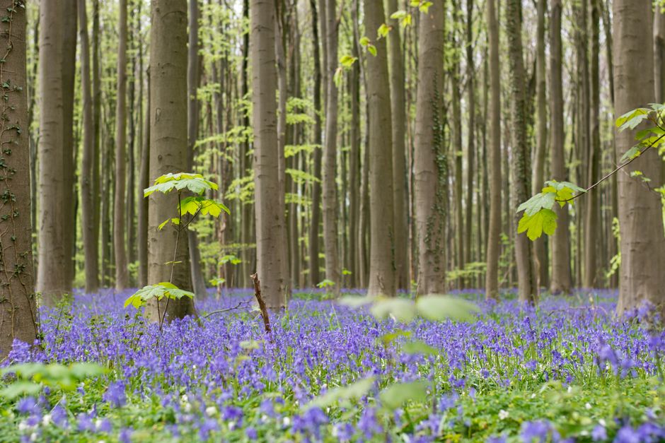 Jan Kroonhttps://api.pexels.com/v1/photos/1202788