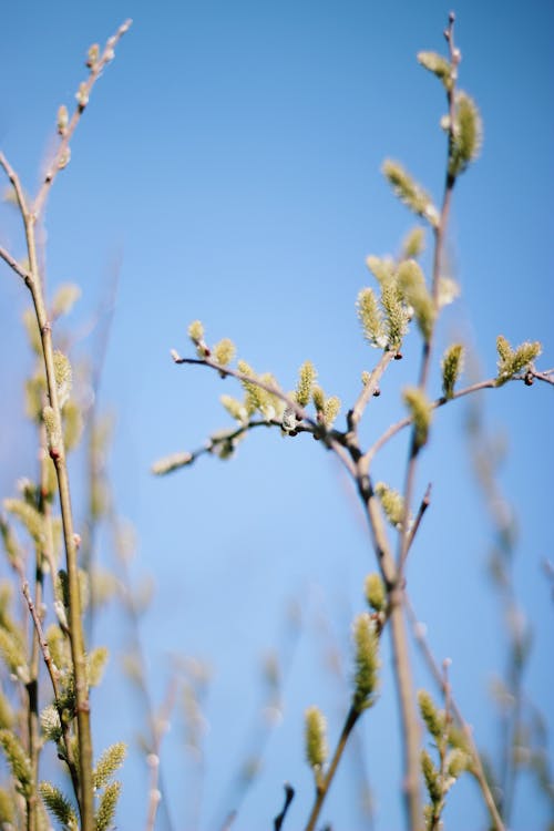 Green Leaves on Plant Under Blue Sky