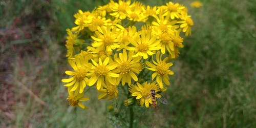 Foto d'estoc gratuïta de abella, flor, groc