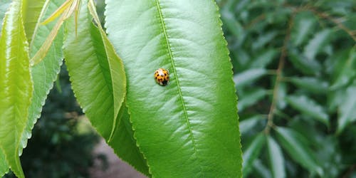 Free stock photo of ladybug, lgg6, macro