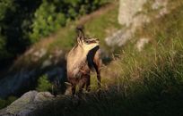 Chamois