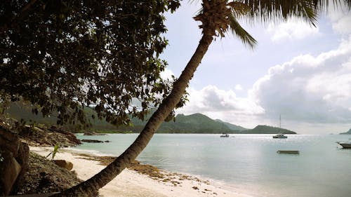 Palm Tree on Beach 