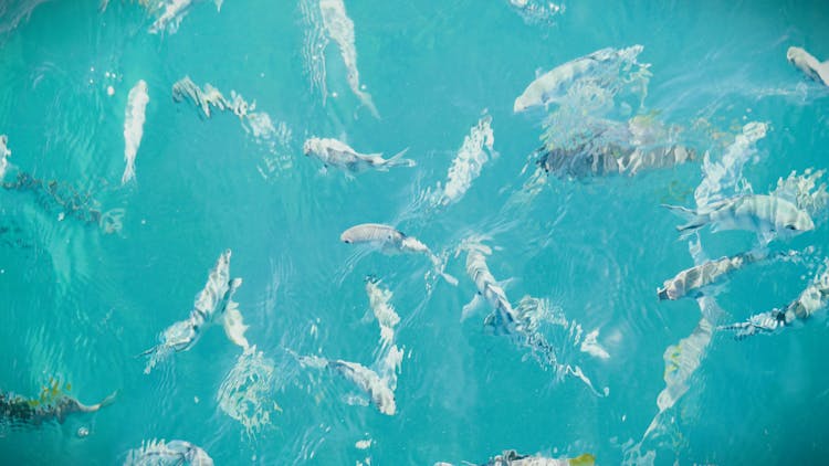 Dolphins Swimming In Pool