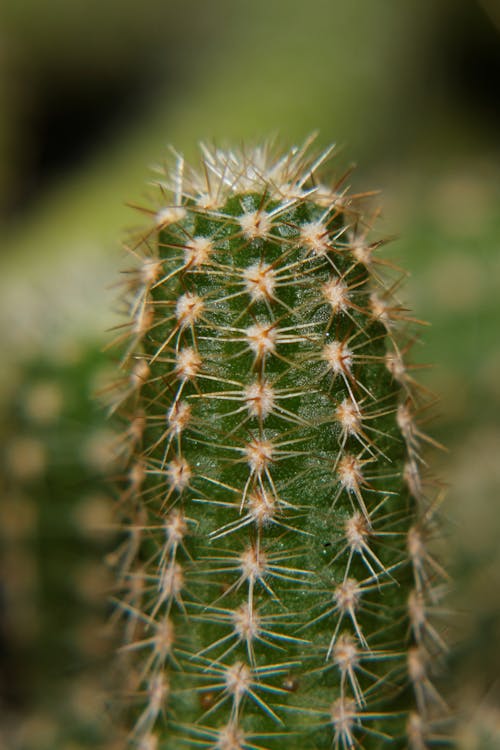 Kostnadsfri bild av kaktus, närbild, ryggar