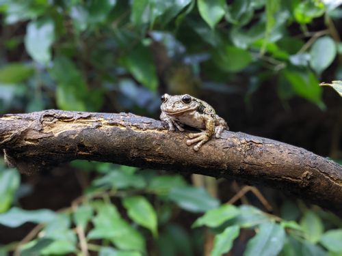 Free A detailed view of a frog perched on a branch, surrounded by vibrant green leaves in a Polish forest. Stock Photo