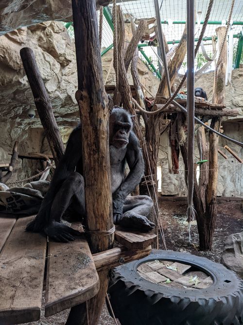 Free Chimpanzee sitting in a zoo exhibit designed to mimic a natural habitat with ropes and wooden structures. Stock Photo