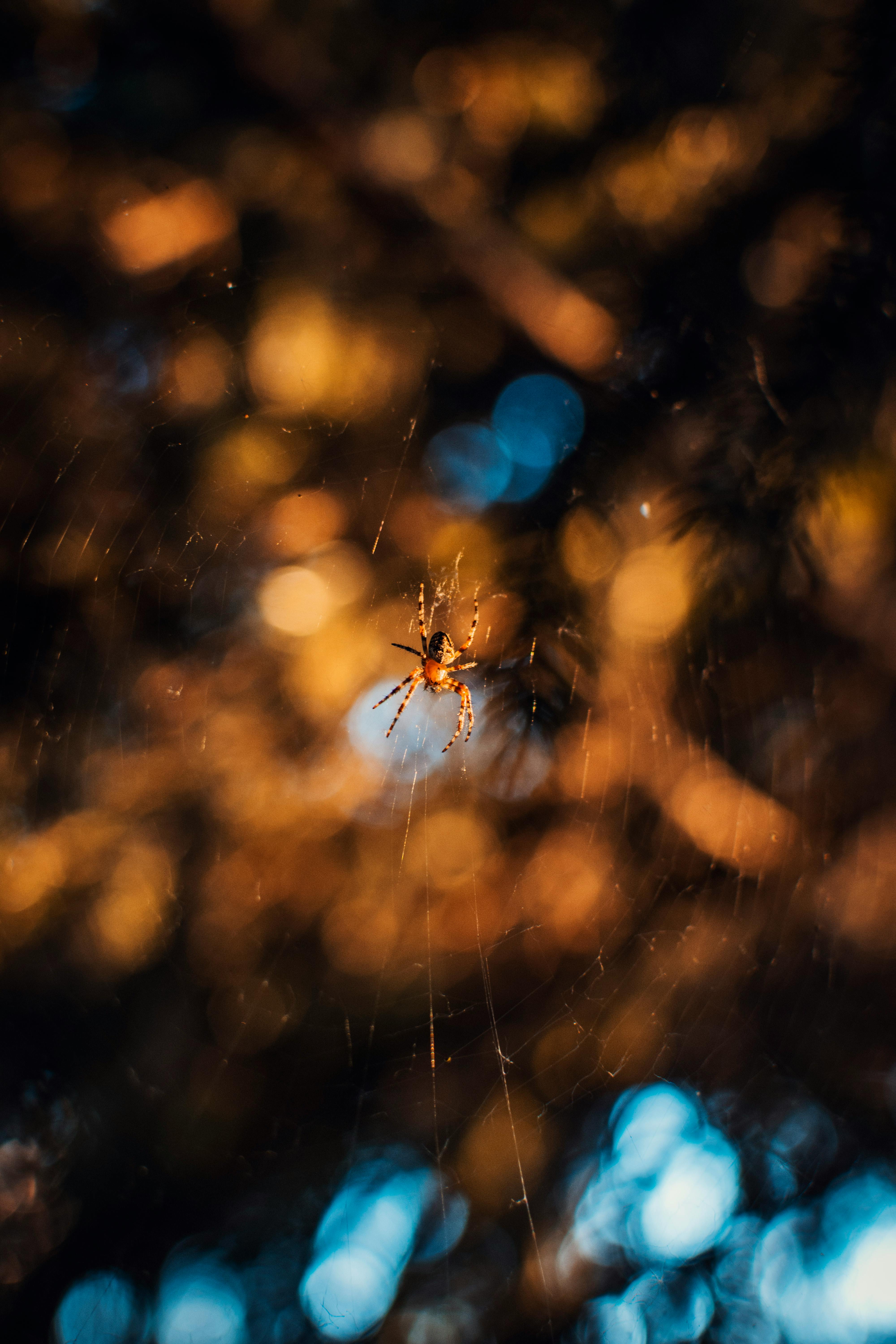 Macro Photography Of Brown Spider