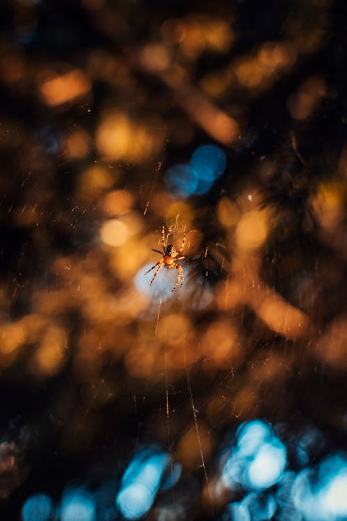 Δωρεάν στοκ φωτογραφιών με αράχνη, αραχνοειδές έντομο, ιστός αράχνης