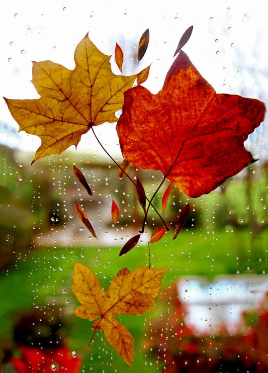 Free Three Maple Leaves On Window Stock Photo