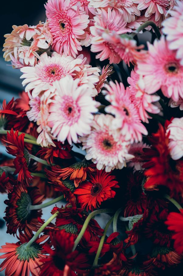 Uma impressionante disposição de margaridas Gerbera pink e vermelhas exibindo uma vibrante beleza floral.
