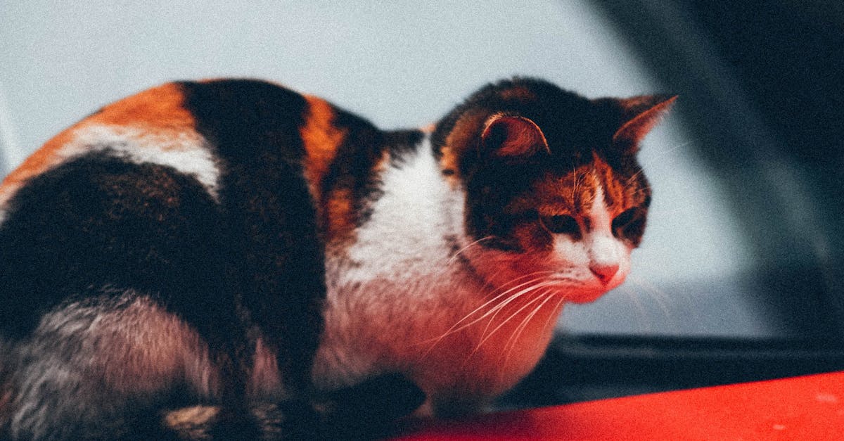 How to live in a car with a cat
