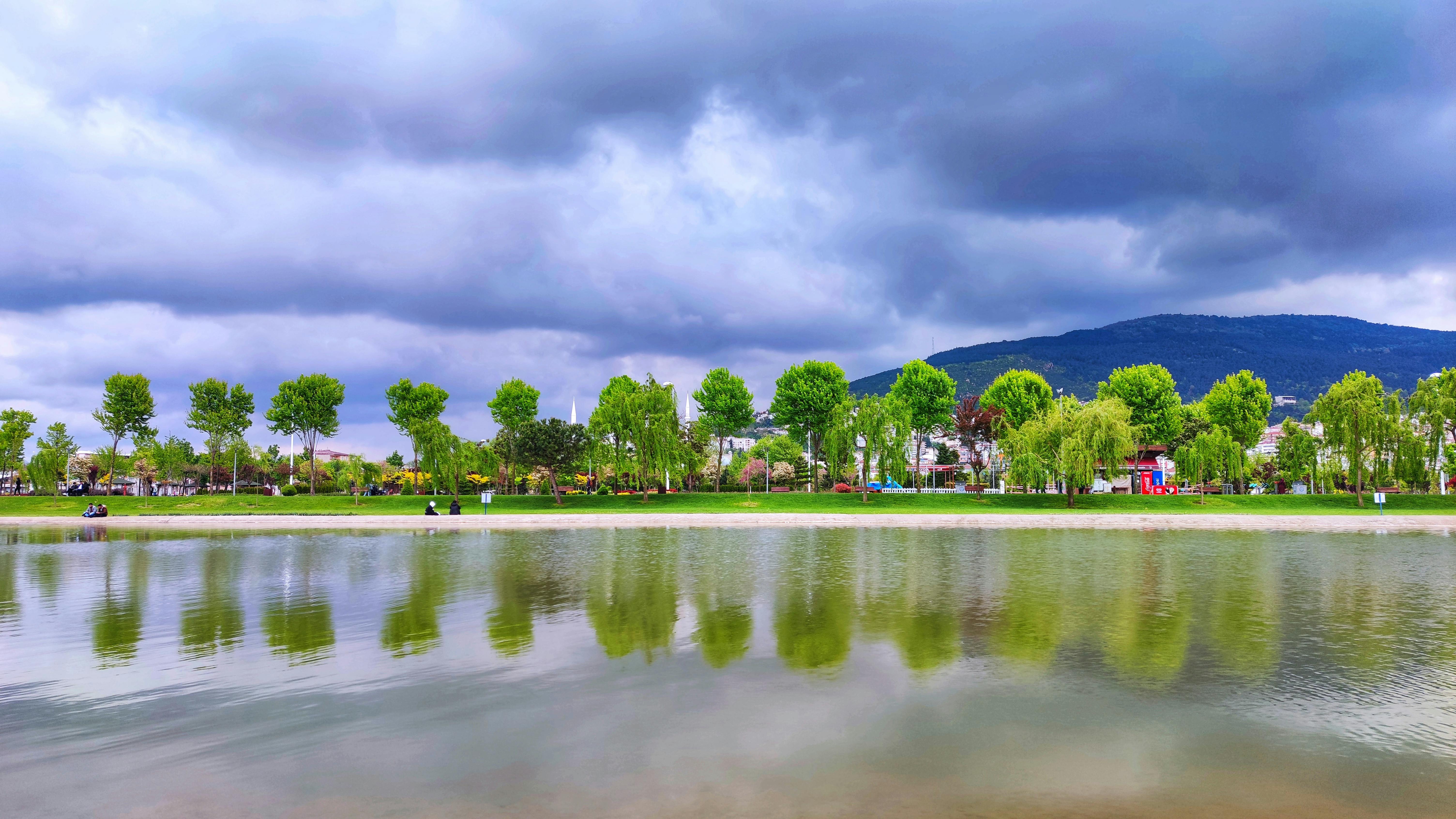 Golden Trumpet Tree Growing by the Lake · Free Stock Photo