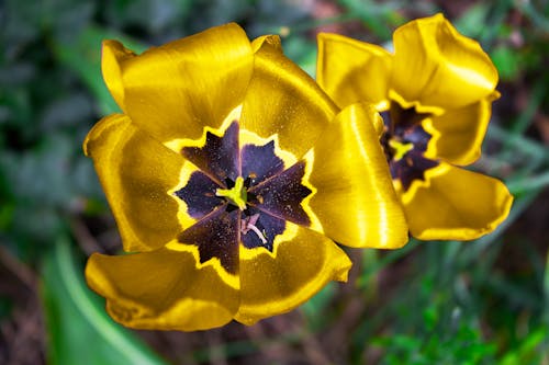 Ingyenes stockfotó közelkép, növényvilág, sárga tulipánok témában