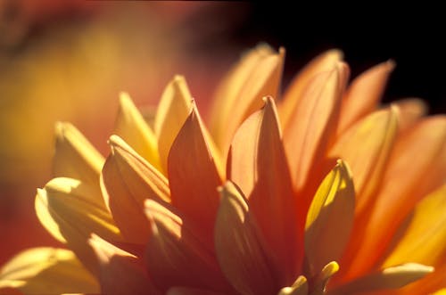 Yellow Flower in Macro Lens