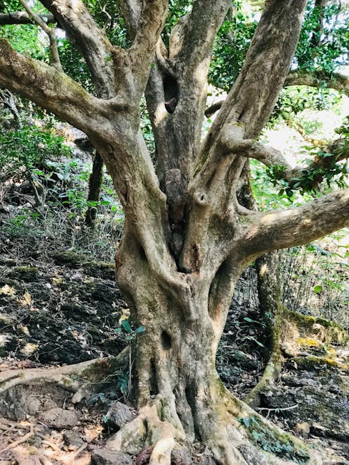 Kostenloses Stock Foto zu baum hintergrund, wolkenwald