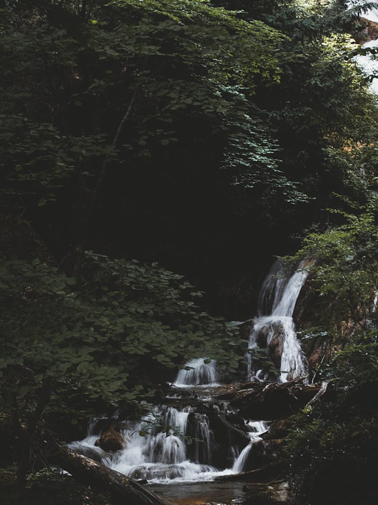 Cascades On Stream In Forest