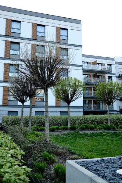 Professional tree care on commercial apartment building grounds