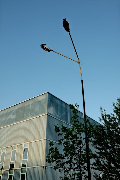 Birds Perched on Street Lights