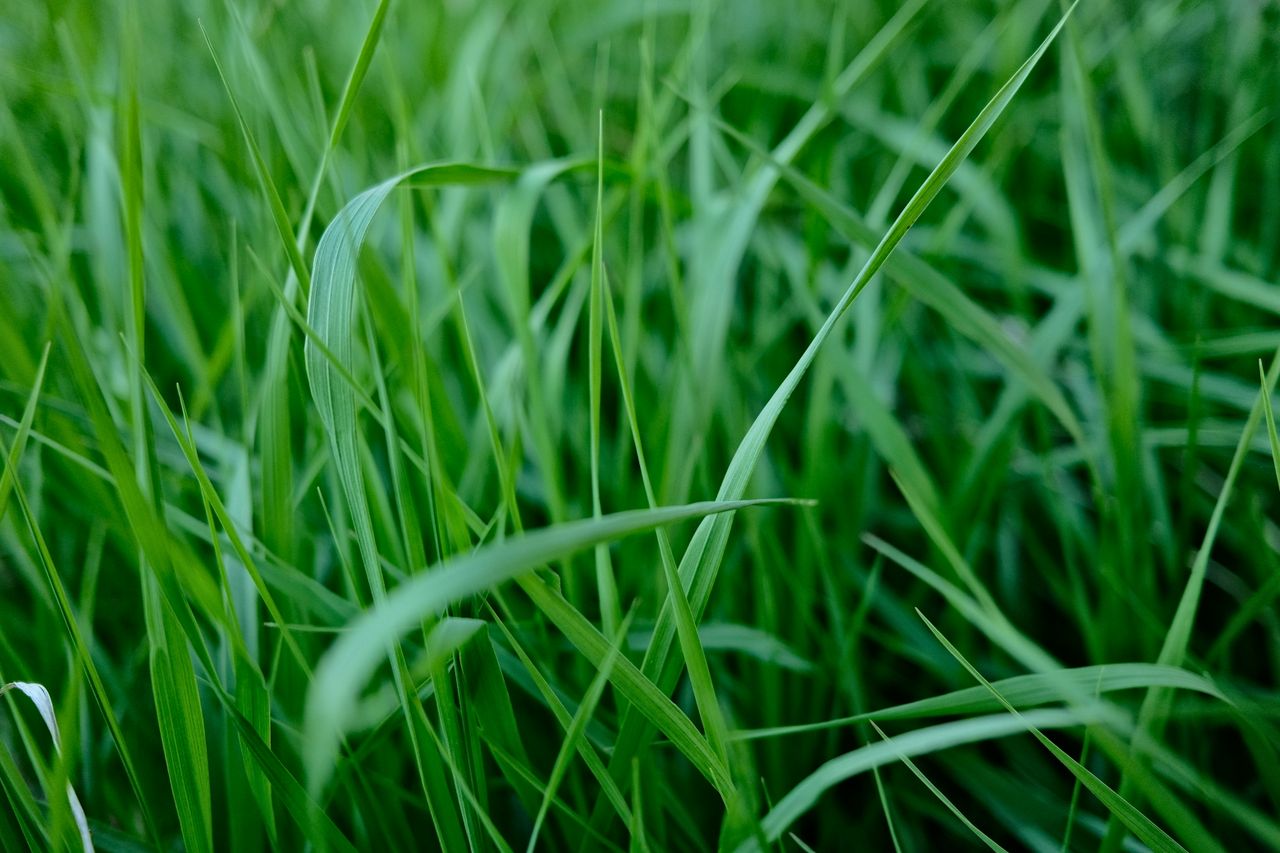 close up of lush green grass showcasing fresh vibrant blades in natura