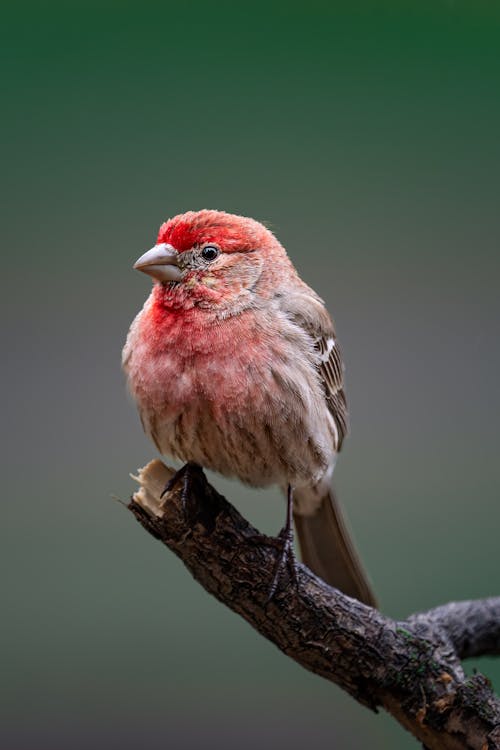 Close-Up Shot of a House Finch
