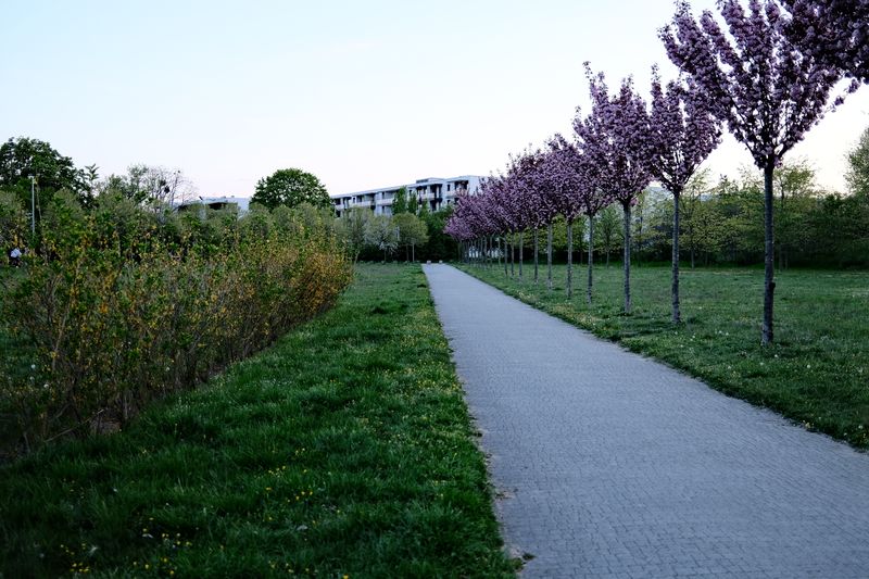 櫻花並木延伸的寬闊公園小徑