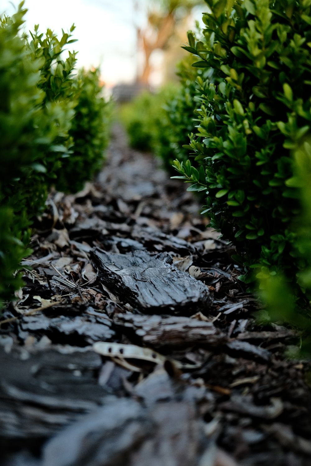Hedging & Mulching work