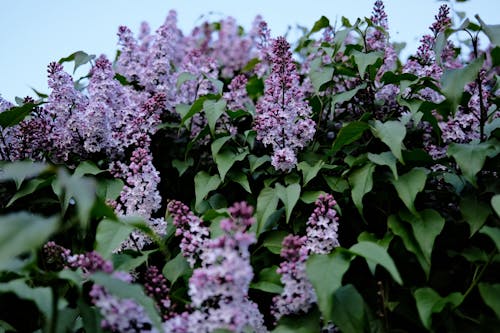 Plant with Purple Flowers