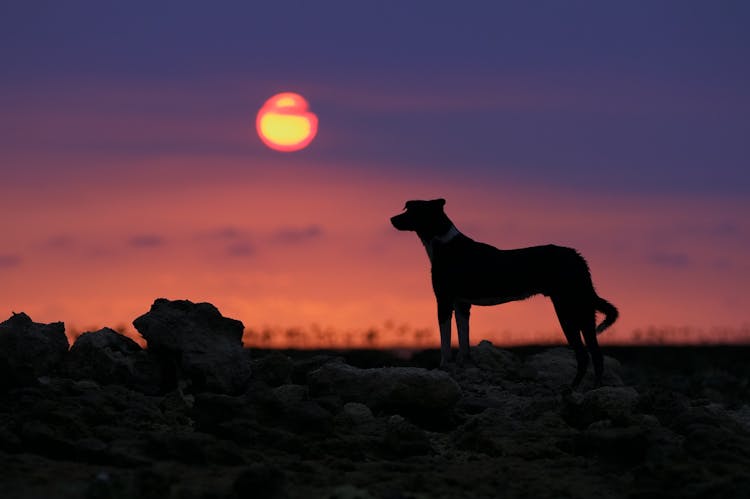 Silhouette Of A Dog During Sunset