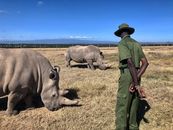 Man in Green T-shirt and Brown Pants Standing Beside Gray Rhinoceros