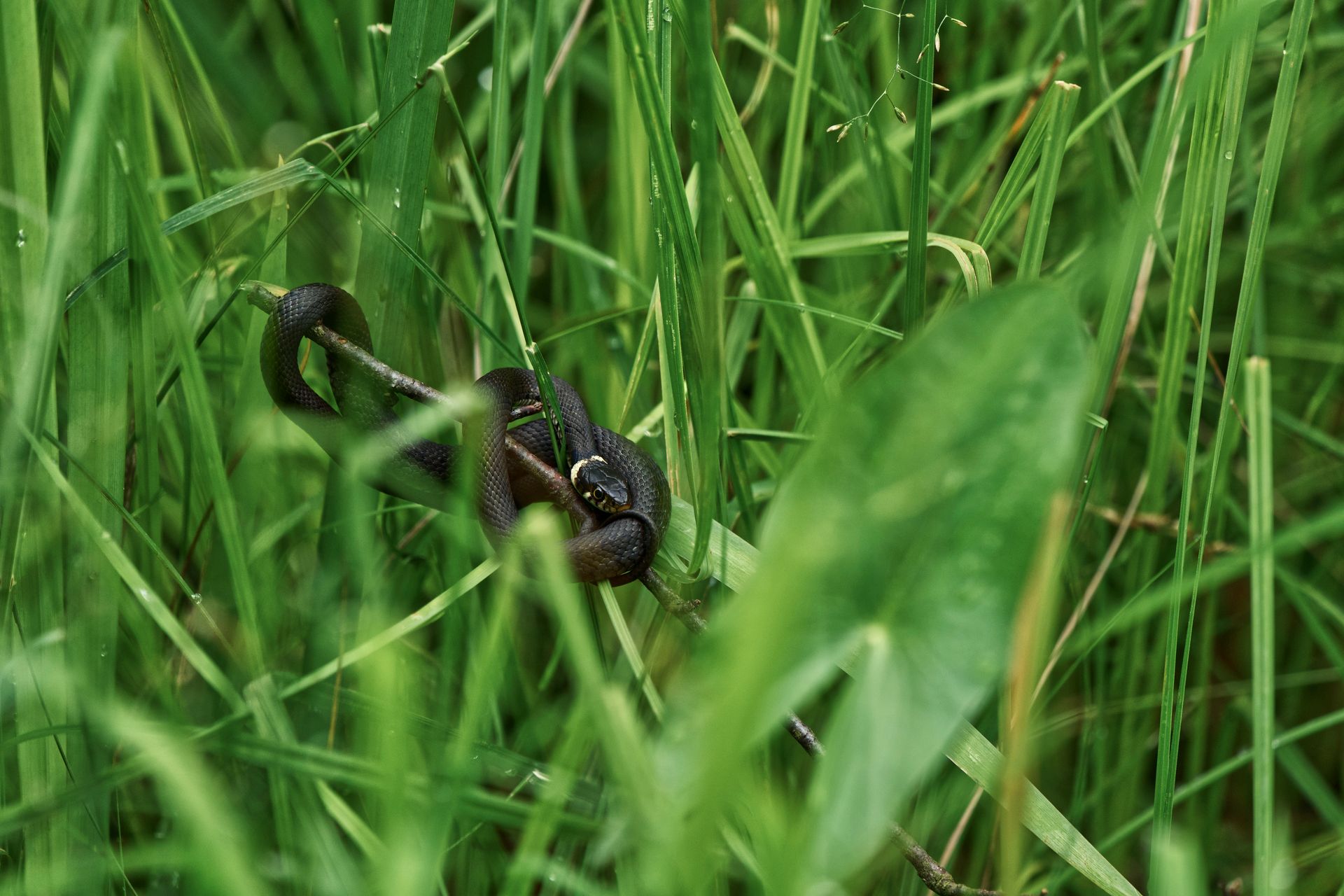 Black Snake on Green Grass