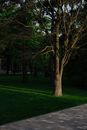 Green Grass Field With Trees