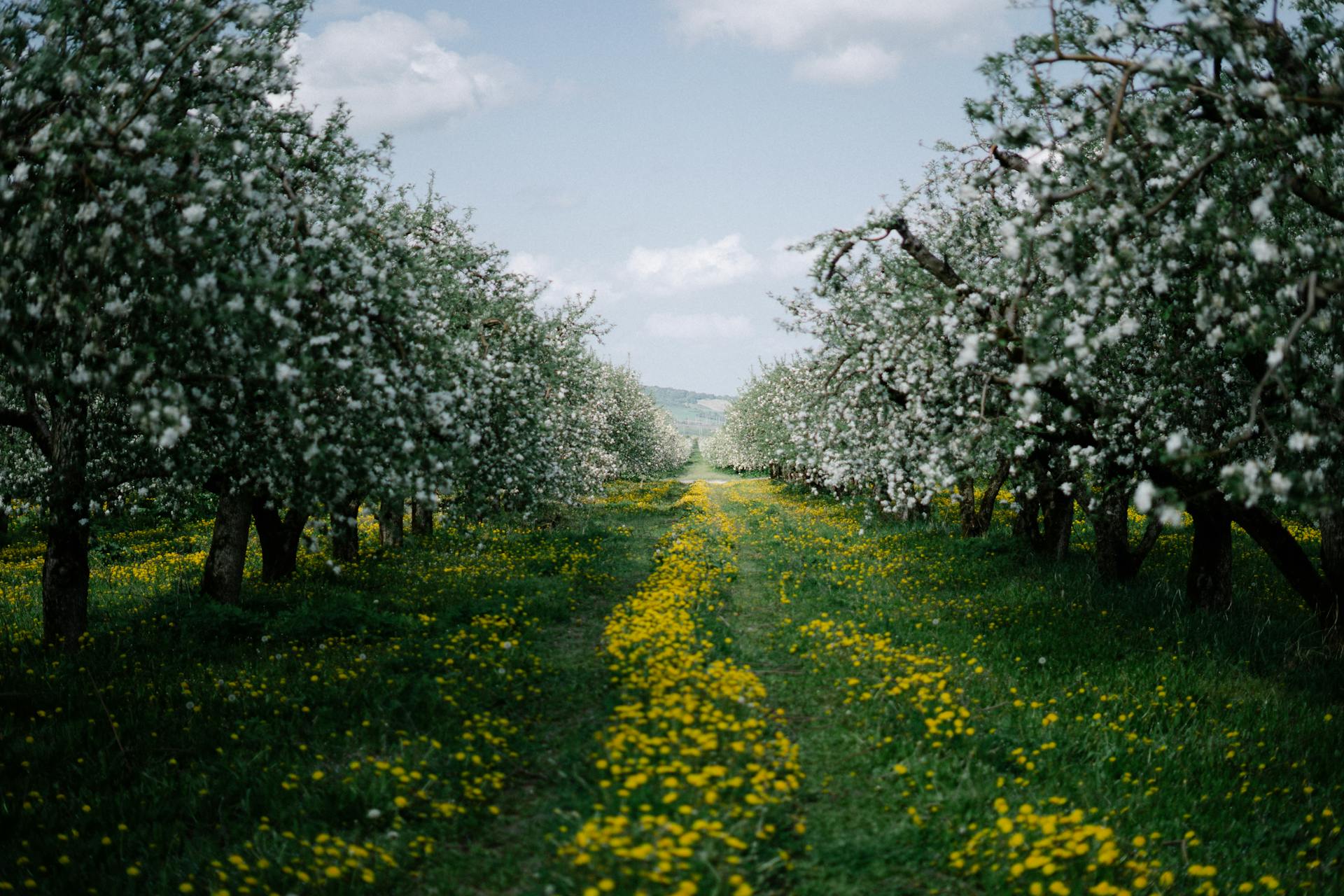 Path through a spring orchard with blooming apple trees and wildflowers under a clear sky.