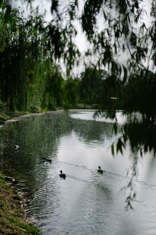 Free Peaceful lake view with ducks swimming and trees reflecting in the water. Stock Photo