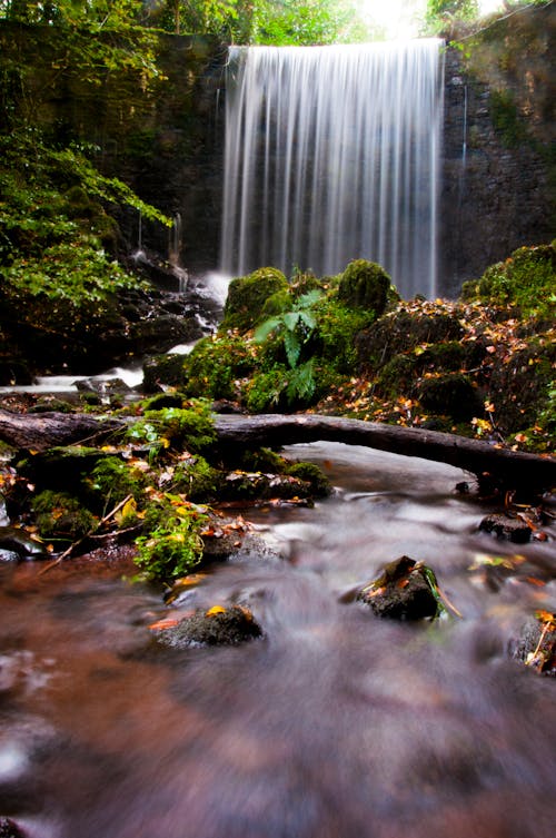 Cascate E Alberi A Foglia Verde