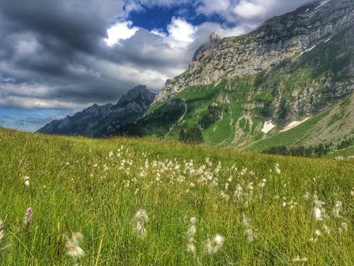 Erba Verde Vicino Alla Montagna