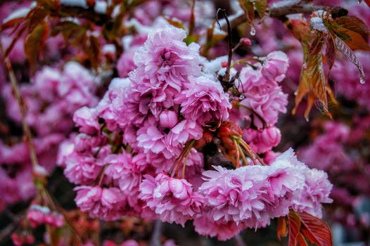 Close-up of pink cherry blossoms covered in springtime snow in Brunssum, Netherlands.